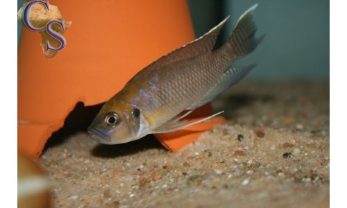 Neolamprologus calliurus